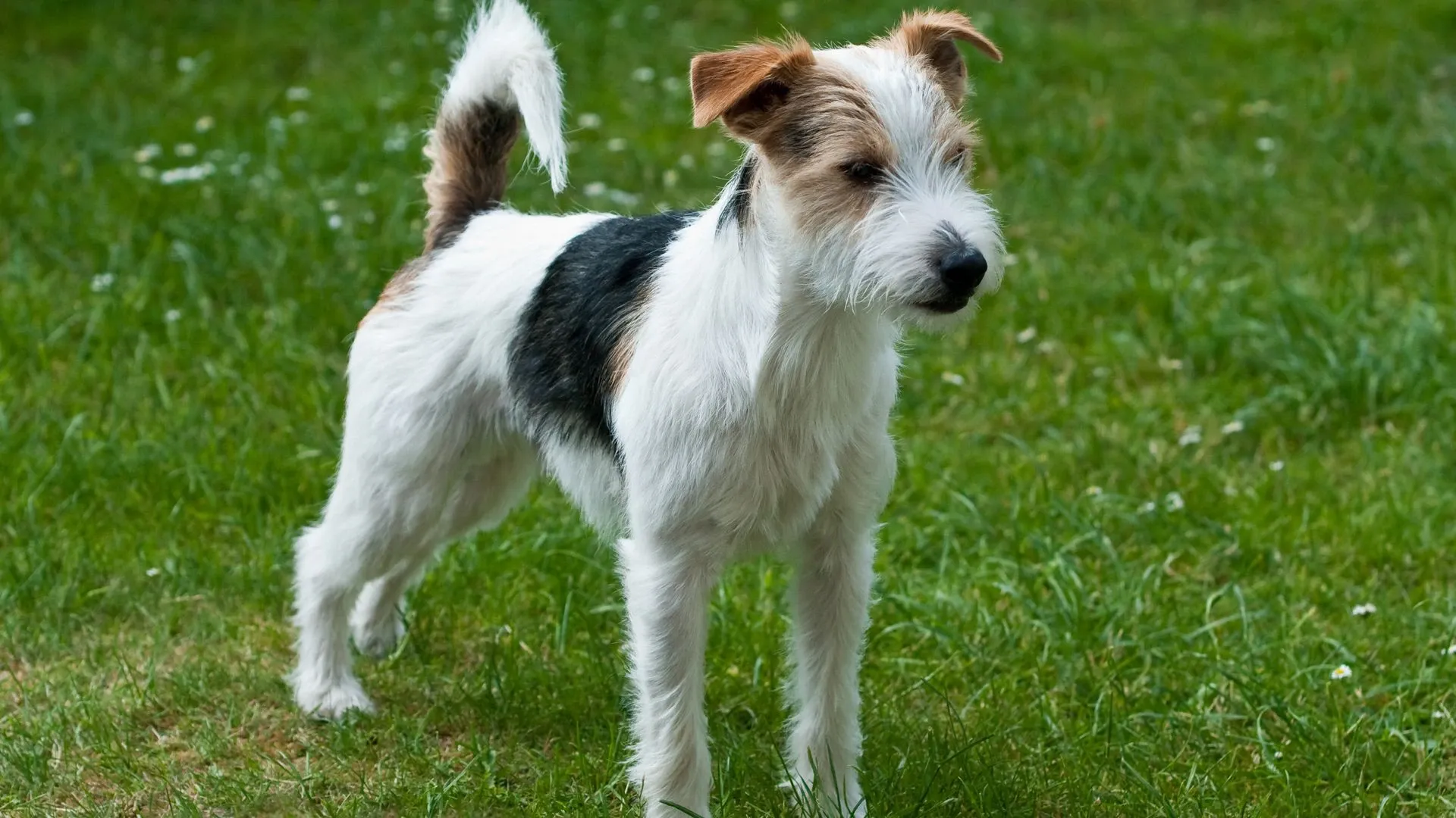 Parson Russell Terrier
